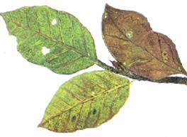 Бабочка-листовидка мимикрирует под сухой лист