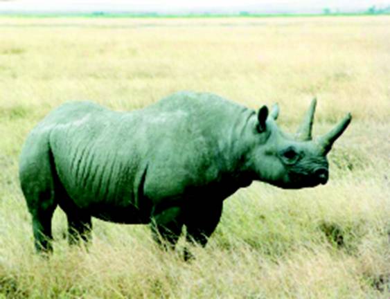 Африканский черный носорог