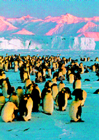 Колония антарктических пингвинов